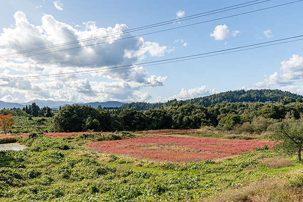 赤蕎麦の栽培