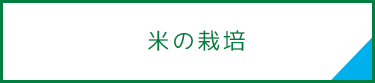 米（はえぬき）の栽培